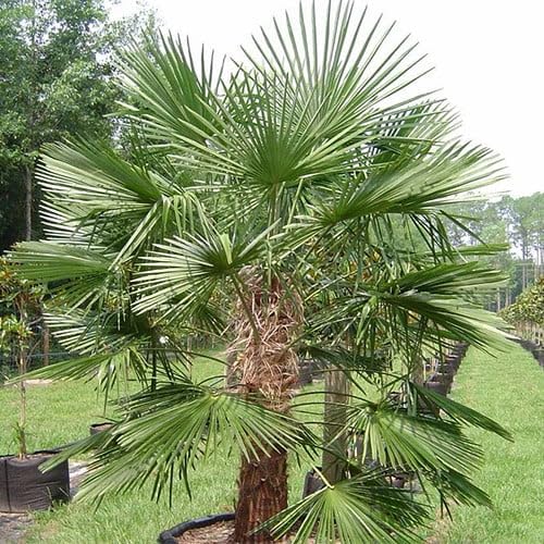 Plant World Seeds - Trachycarpus Fortunei Nainital Seeds (Tropical and Conservatory Seeds)