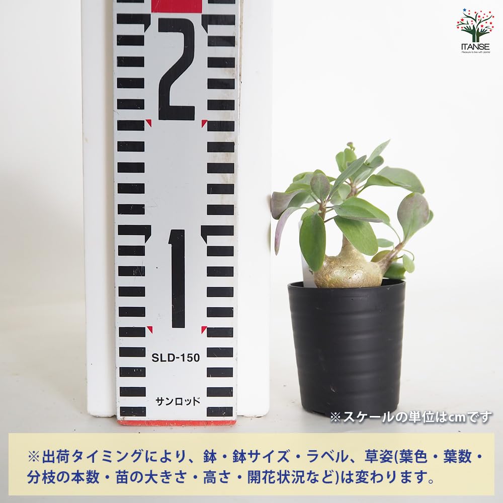 ＩＴＡＮＳＥ オトンナ トリプリネルビア 2.5号 1個売り 多肉植物 塊根植物 コーデックス冬型コーデックス 珍奇植物 ビザールプランツ 学名：Othonna triplinervia タイプ：キク科オトンナ属 - 4