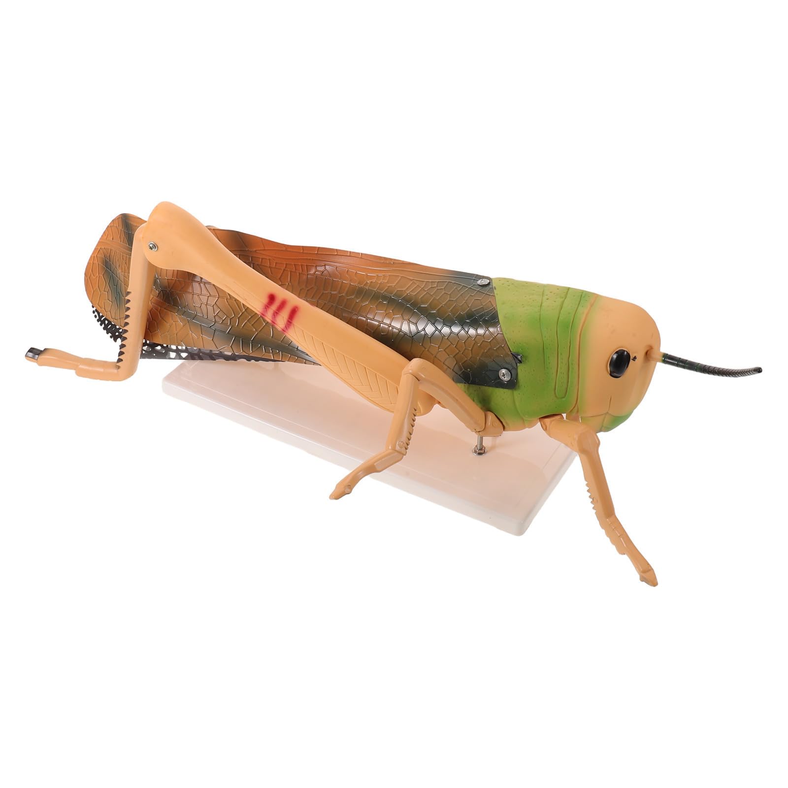 Abaodam Modèle D'anatomie D'insecte Détachable de Sauterelle en Pvc pour Exercices de Laboratoire et Démonstrations Pédagogiques Précises en Biologie