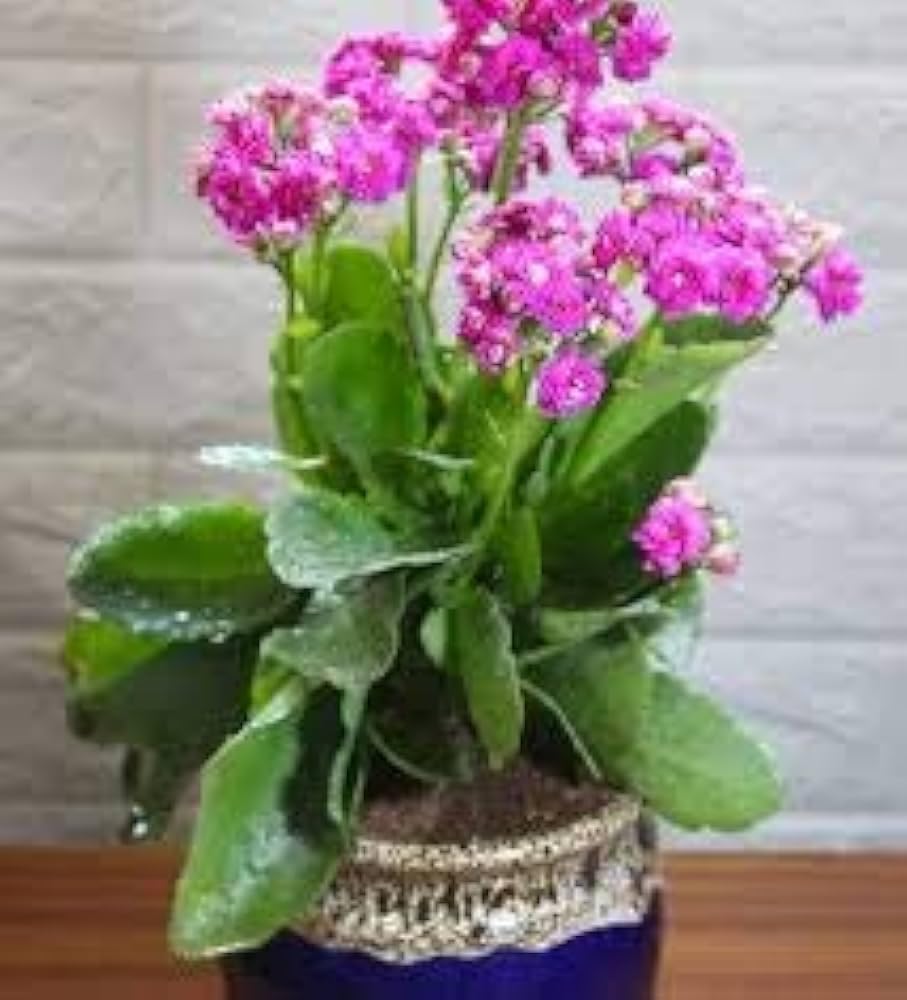 MVKR Live Kalanchoe Plant | Pink Flower Live Kalanchoe Indoor-Outdoor Plant (B082KWXZ38) Amazon Price History, Amazon Price Tracker
