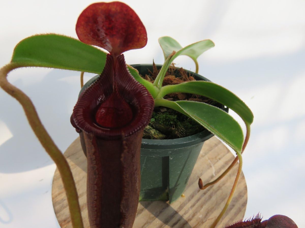 食虫植物N. xtrusmadensis AW clone:1 Nepenthes x trusmadiensis clone 1 #1 / N.hamata #3 / N.dubia #1