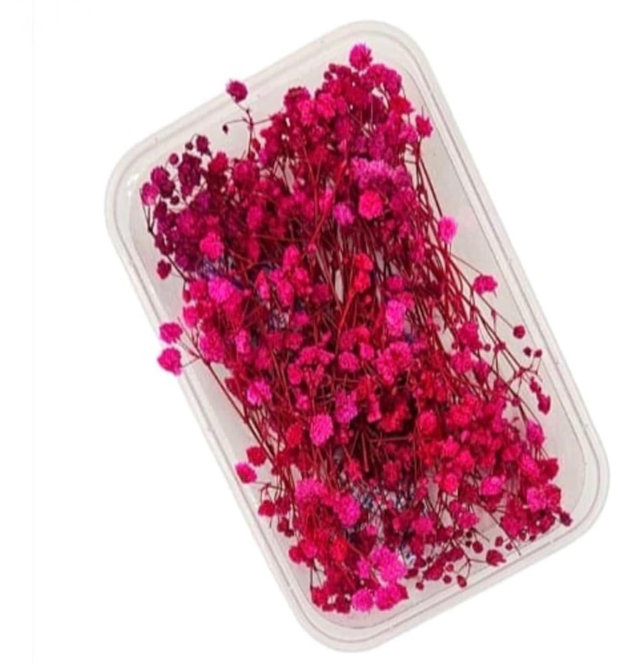 Natural Dried Baby's Breath Flowers, Hot Pink, Real Preserved Gypsophila Bouquet in Clear Storage Box, Floral Craft Decoration-image-7