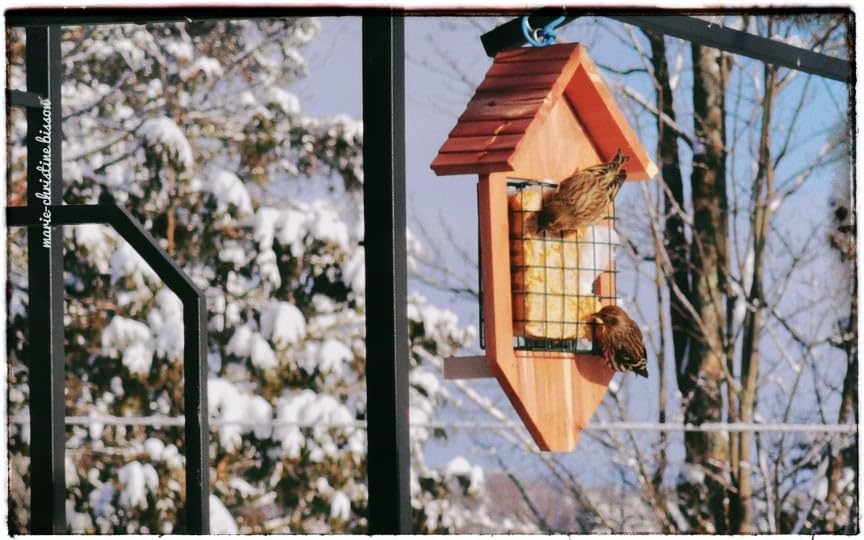 Boivin 4 Seasons Wild Bird Suet, High-Energy Treat for Wild Birds, 350g (Pack of 3 = 1050g) — view 6