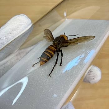 スズメバチの巣の標本 ガラスケース入り スズメバチの巣の標本 ガラスケース入り