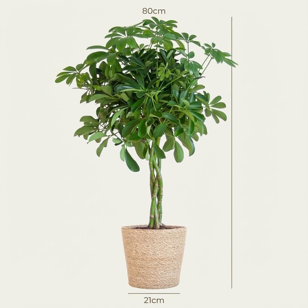 Schefflera Arab Nora mit Korb Sofia natur - 70-80cm - Ø21cm - Zimmerpflanze - Immergrün