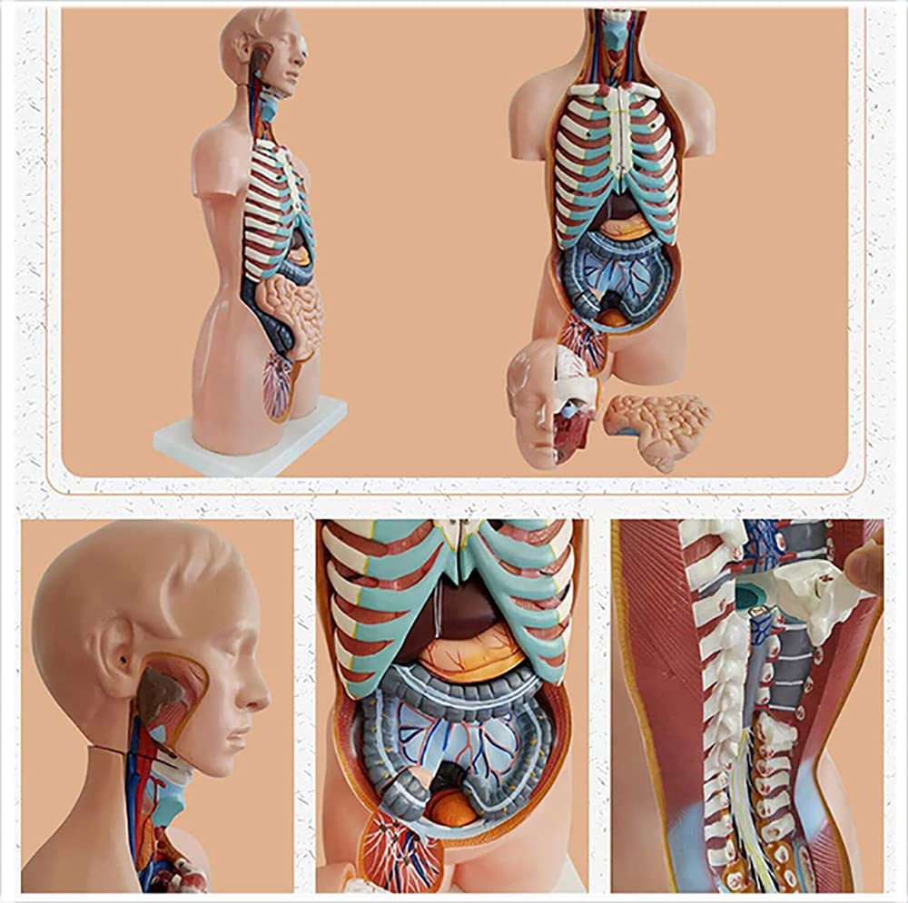 Wysoka jakość 8 5 cm Anatomiczny model tułowia medycznego 20 sztuk Unisex Torso Model anatomiczny dla klas/studentów nauczania materiałów eksploatacyjnych