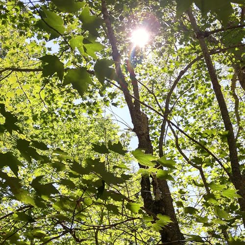 ようこそ青空文庫朗読の世界へ