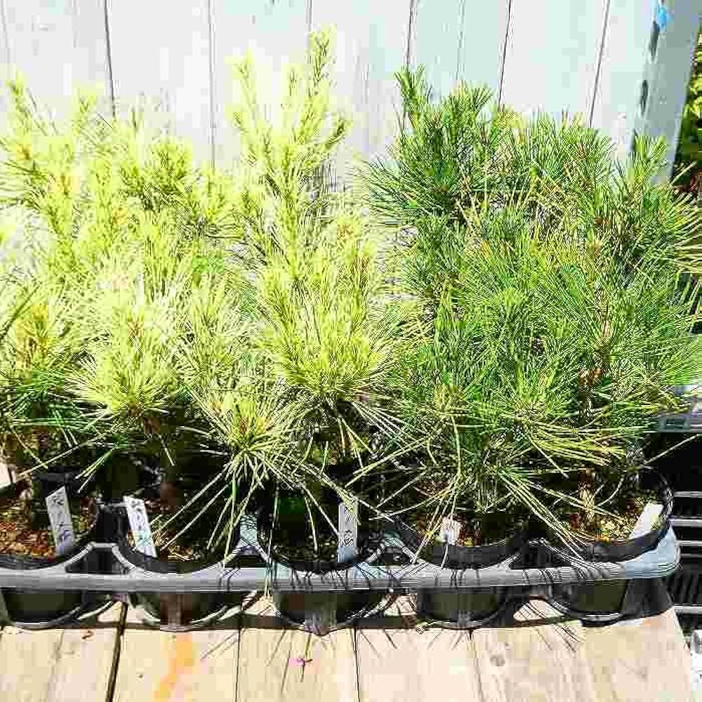 Amazon | 赤松 蛇の目赤松 苗 斑入り 松 3号ポット 盆栽 庭木 240725 Amazon | 赤松 蛇の目赤松 苗 斑入り 松 3号ポット 盆栽 庭木 240725