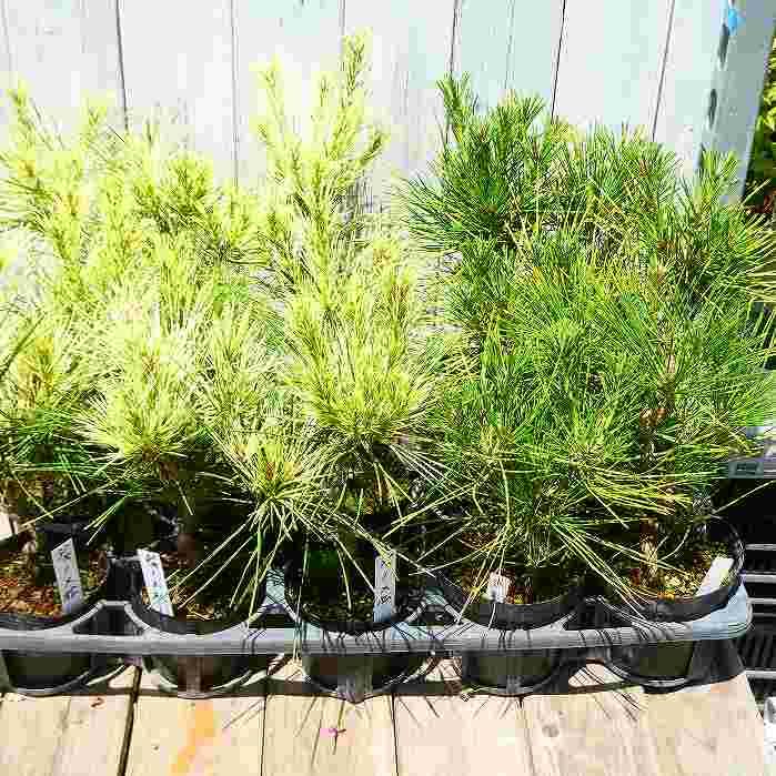 Amazon | 赤松 蛇の目赤松 苗 斑入り 松 3号ポット 盆栽 庭木 240725