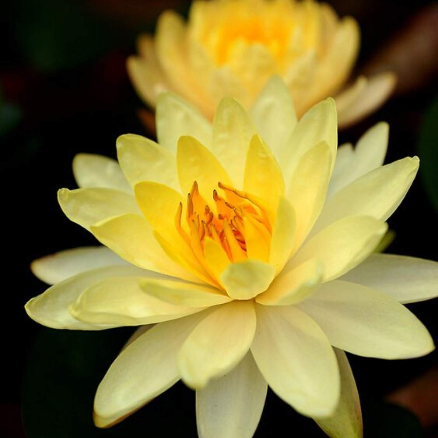 Nymphaea Dinner Light Yellow Hardy Water Lily Rhizome Live Aquarium Plant BUY2GET1FREE