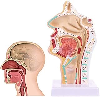 Anatomy Model Learning Props Human Anatomical Nasal Cavity Throat Anatomy Model,Throat Pathology Model School Teaching Display, Model Teaching Tool