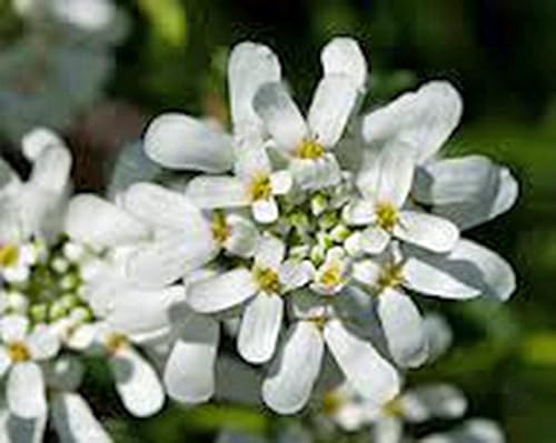 Candytuft, semillas de mezcla alta, 100 semillas, rosa hermoso, lavanda, flores blancas