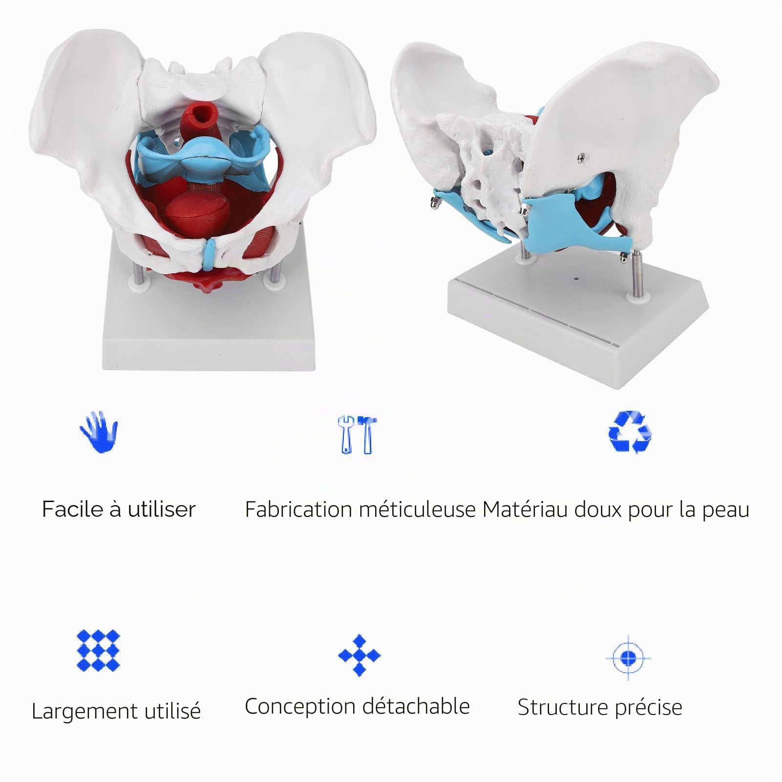 Modèle de bassin féminin, modèle d'anatomie féminine amovible grandeur nature avec les muscles du plancher pelvien, modèle anatomique coloré avec plinthe pour l'obstétrique