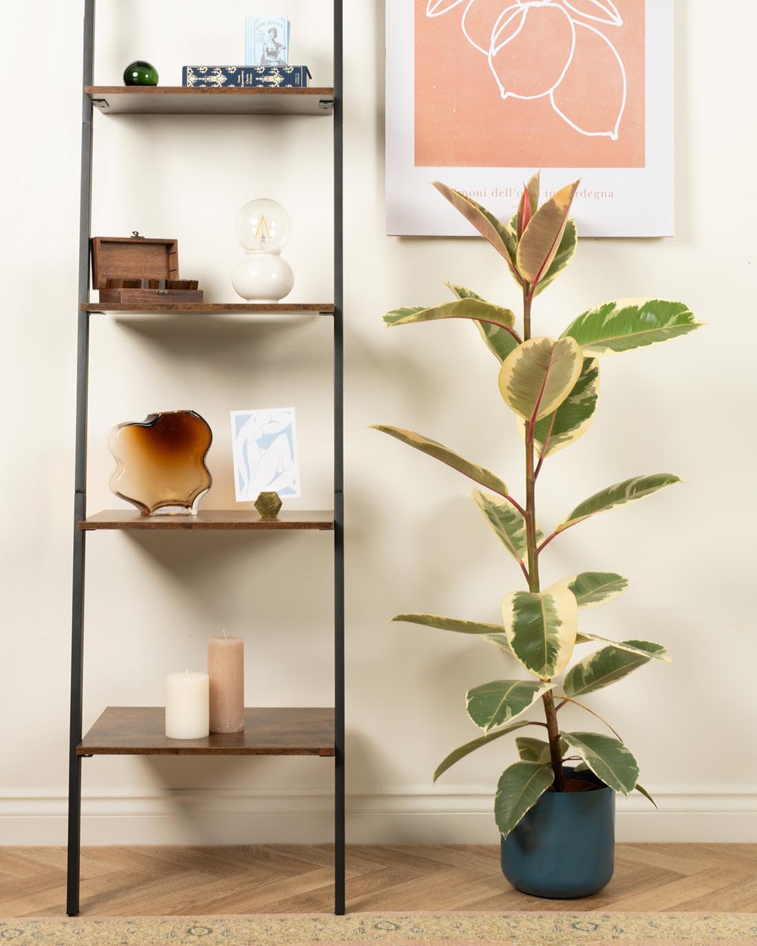 Prickle Plants Tineke Rubber Plant - Bold Indoor Plant with Glossy Oval Leaves, Striking Decorative Houseplant for Modern Living Rooms or Offices (60-70cm incl. 17cm Pot)