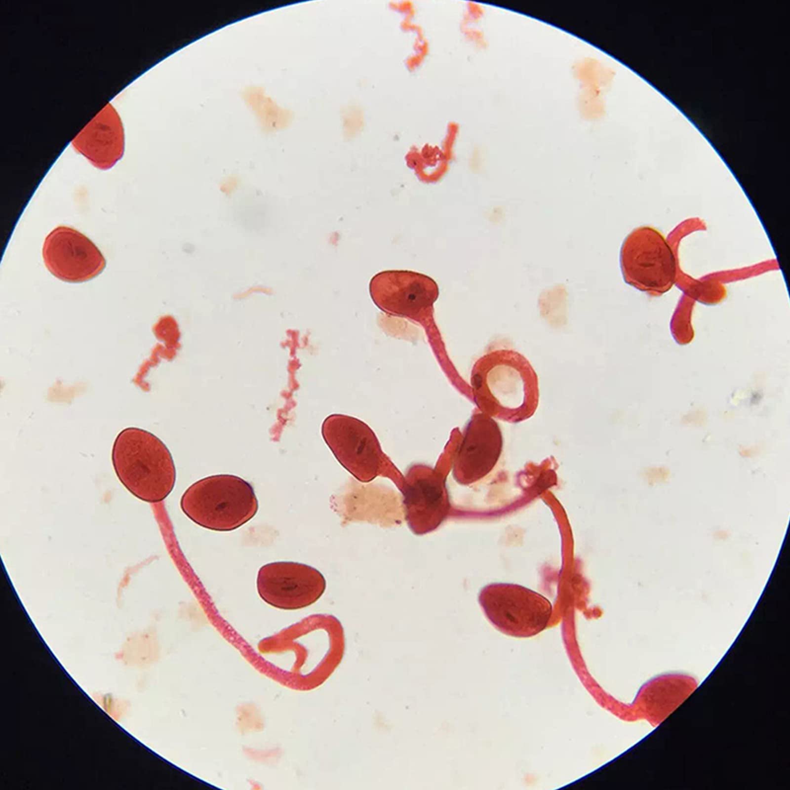 Zestaw szkiełek mikroskopowych – 200 szt. próbek biologii ogólnej dla studentów, hobbystów i początkujących – roślin, zwierząt, komórek anatomii człowieka, do nauki domowej, dla dzieci