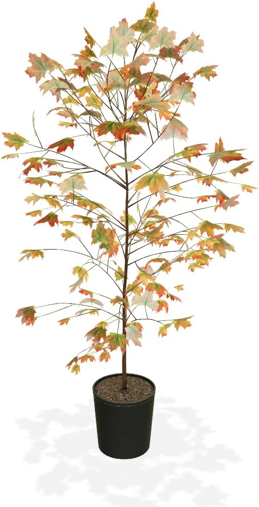 Brighter Blooms - Autumn Blaze Red Maple Tree, 3-4 ft. - No Shipping to AZ