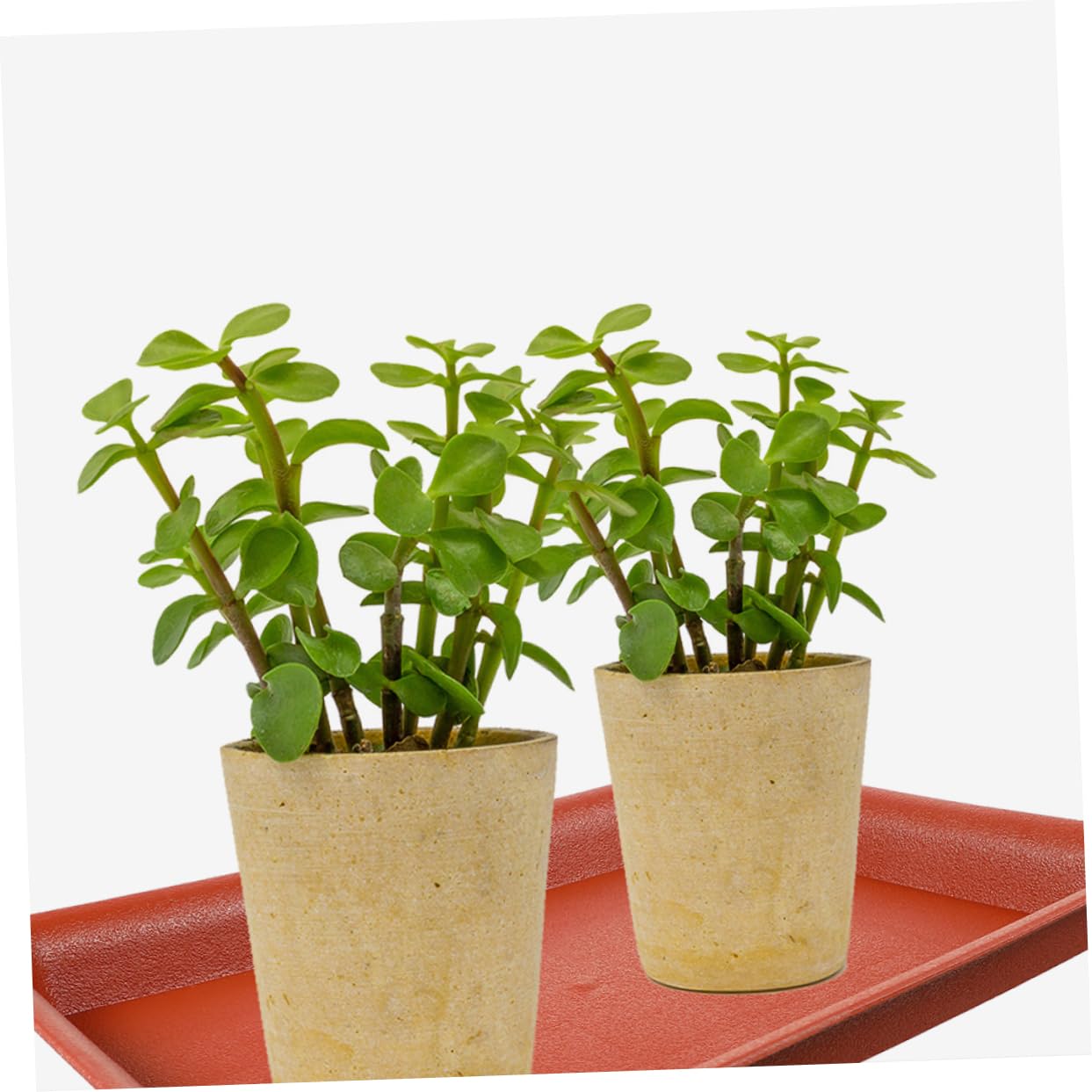 Tofficu 10 Sottovasi Rettangolari In Plastica - 18x14 Cm - Vassoi Antigoccia Per Davanzali, Bonsai E Piante Grasse - Colore Rosso - 3
