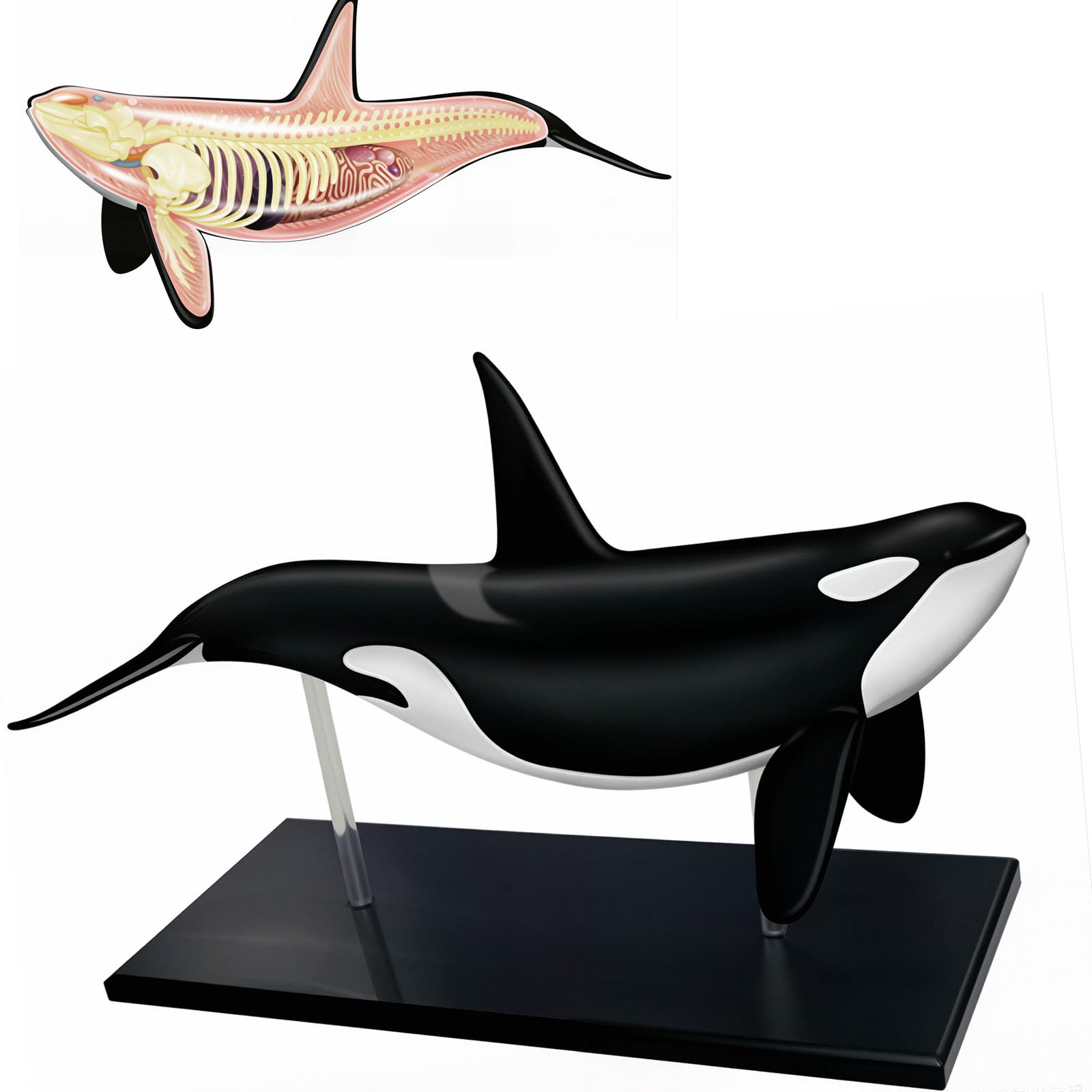 VILA SMO 4d Whale Anatomy Model, Dolphin Skeleton Anatomy Model, Detachable 16 Organ Parts, Realistic Skeleton, for Biology Teaching Demonstration, Science Study and Medical Research
