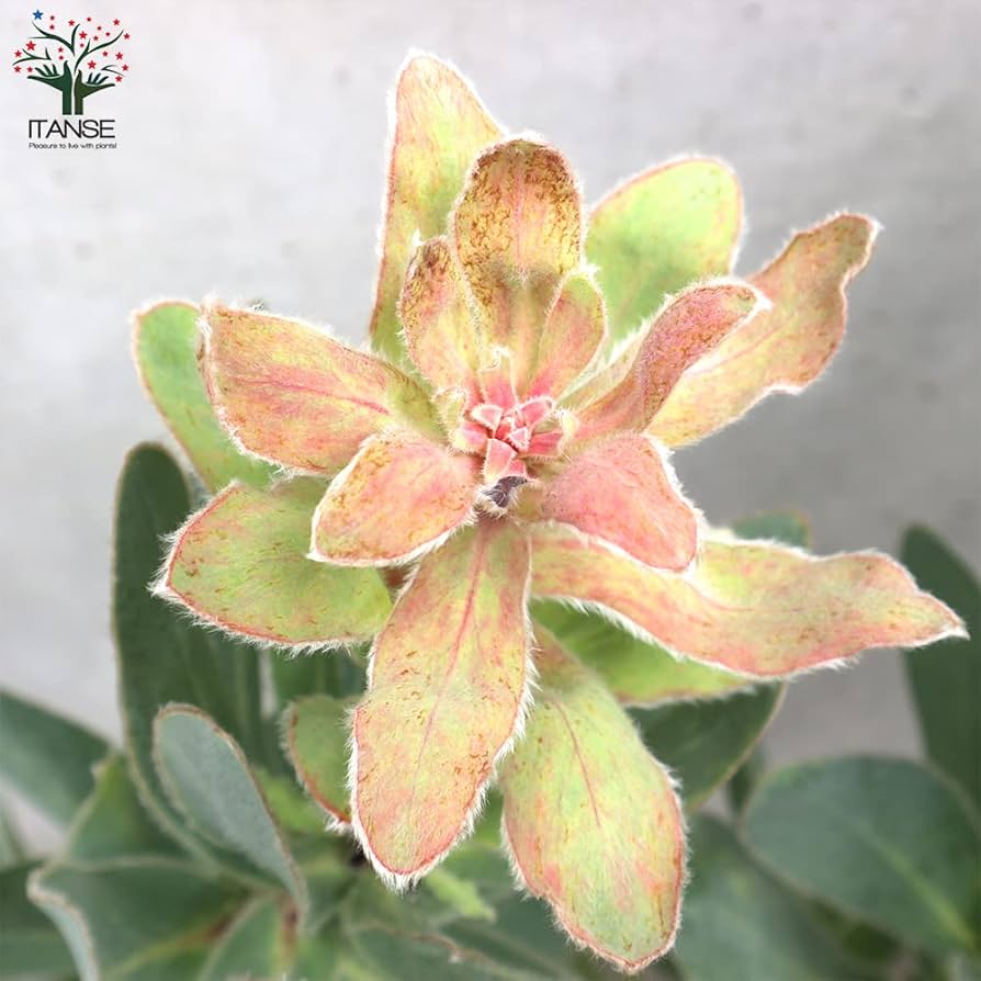 Amazon.co.jp: プロテア・エキシミア 6号鉢大苗【品種で選べる