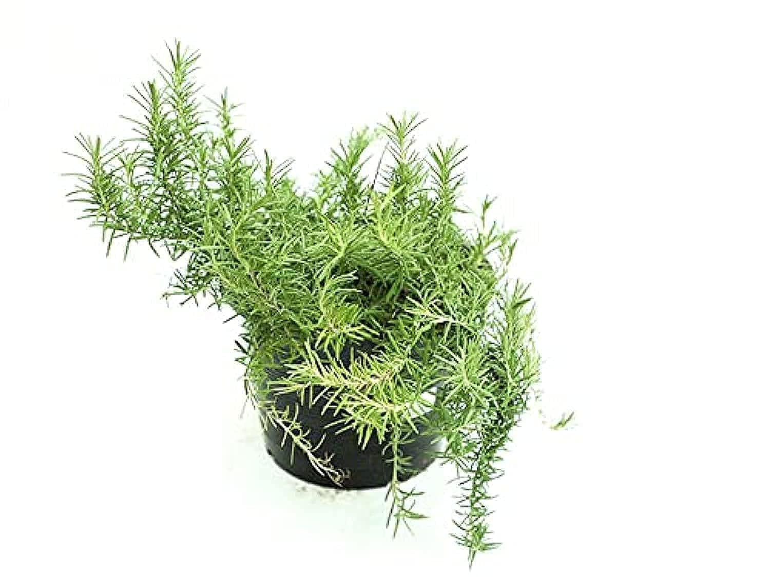 Pot Rosemary Plant with Medium Pot, Green
