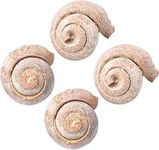 CIYODO 4 Peças Gastrópode Fóssil Animal Antigo Topper De Mesa Brinquedos De Mesa Mini Animais Oceano Brinquedos Espécime Fóssil Caracol Fóssil Adorno Osso Natural Escultura De Decoração