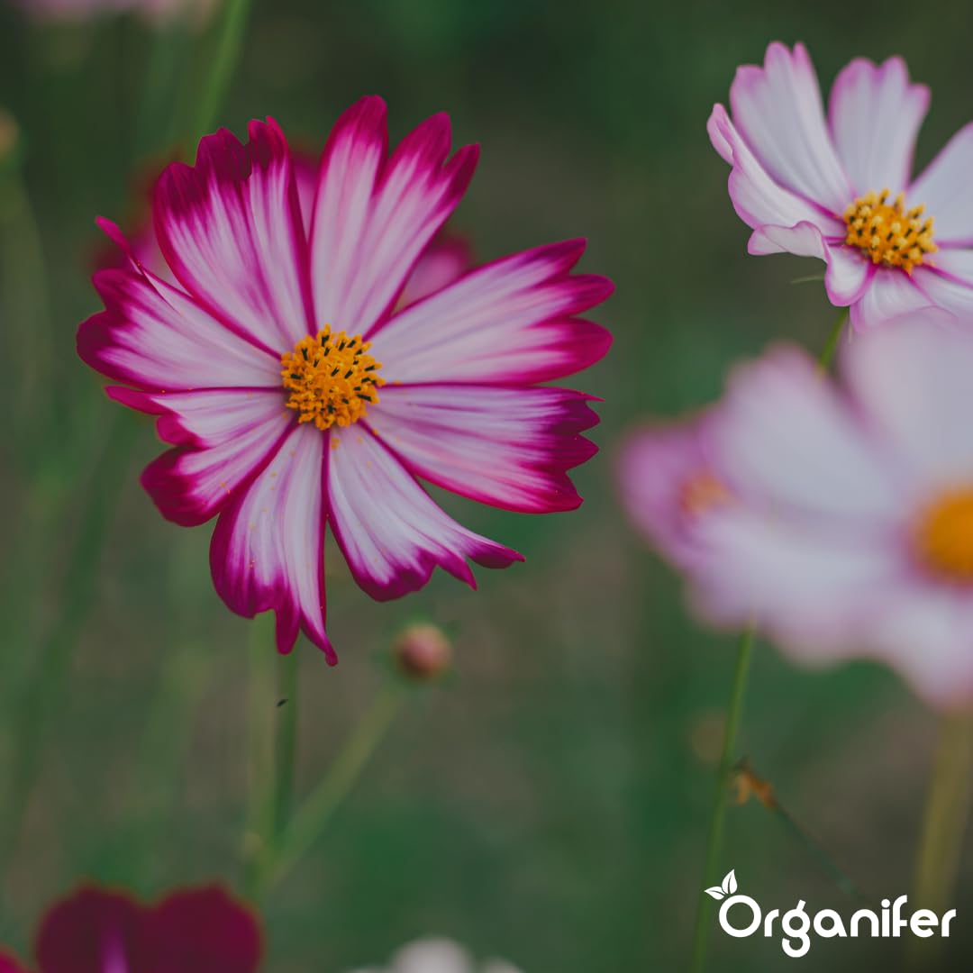 Flower Flüssigdünger - 3x1L - NPK 3-4-3 | Für Blühpflanzen - Fördert Wachstum Und Blütenfarbe - Organifer
