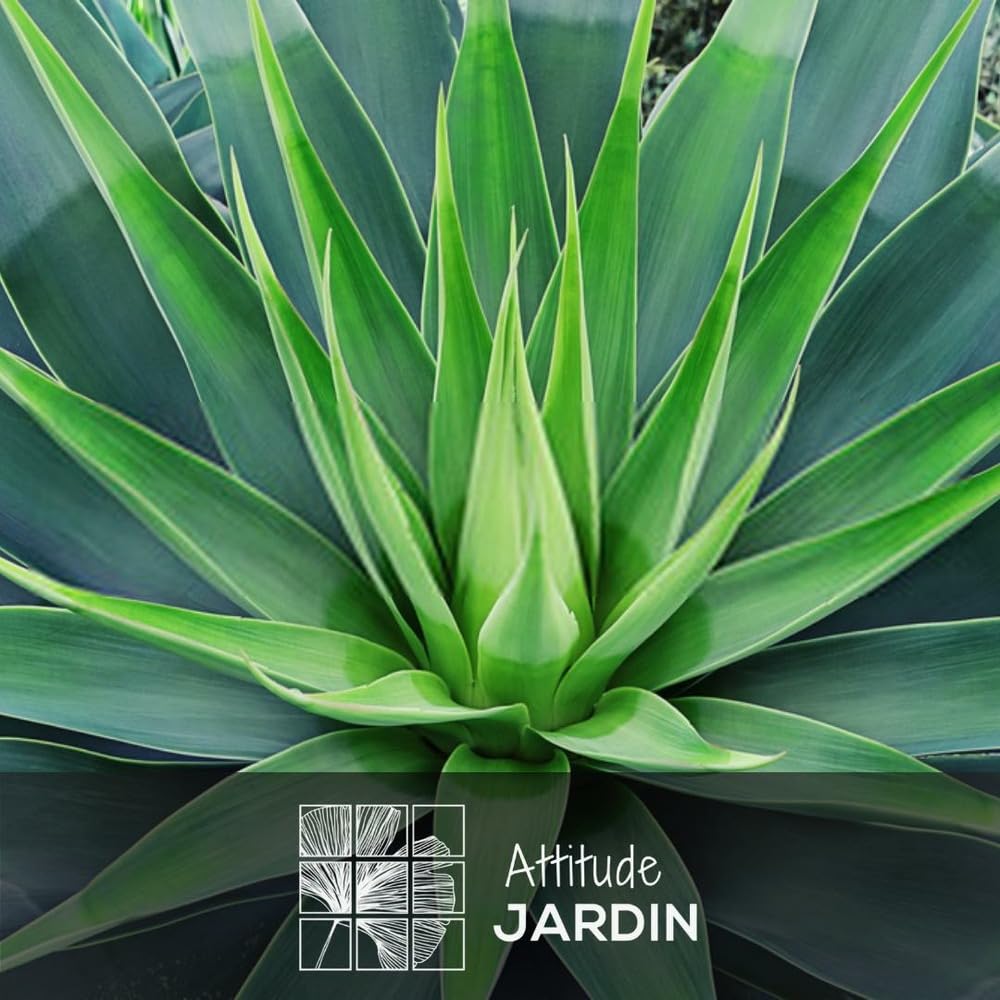 Attitude Jardin - Agave attenuata - 30-40 cm - ⌀ 24 cm - cactus et plantes grasses