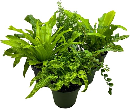BubbleBlooms Juego surtido de helechos, 6 helechos diferentes en macetas de 4 pulgadas, la elección del cultivador puede incluir cuerno de ciervo,