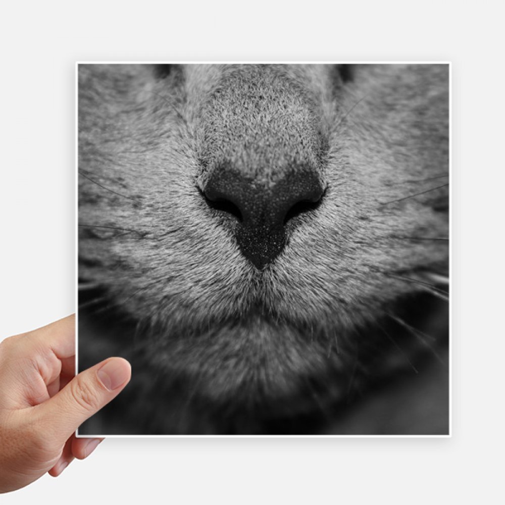 Pegatinas de gato de 20x20 cm para decorar paredes y maletas pack de 4 unidades cuadrados