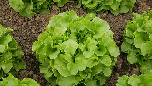 Miniatura 2 de Semillas de lechuga de hoja de roble para plantar, más de 1000 semillas tradicionales por paquete, semillas de jardín de Isla (semillas de jardín de