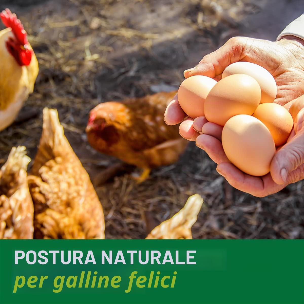 HÜHNER Land Uovo Fit per galline ovaiole da 500 g – Integratore alimentare per polli, supplemento per polli, uova aggiunte, uova, tuorlo forte, ciotola stabile, uova sane, vitamine