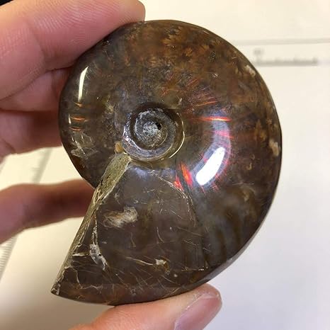 Amazon Co Jp No レッドファイヤーアンモナイト アンモナイト 化石 アンモナイト化石 化石標本 おもちゃ