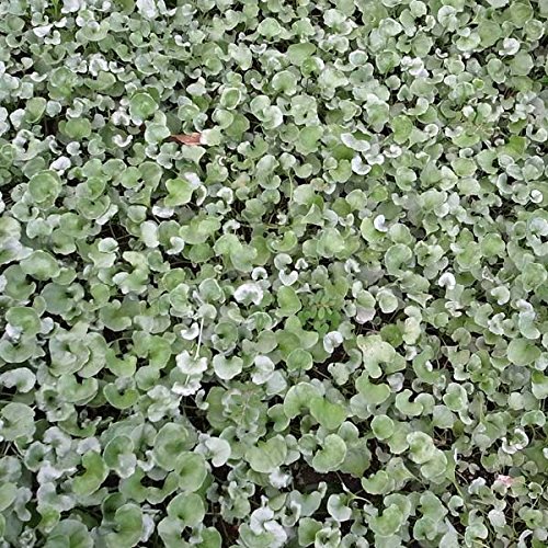 Amazon.co.jp: ダイコンドラ[ディコンドラ]：シルバーフォールズ2.5