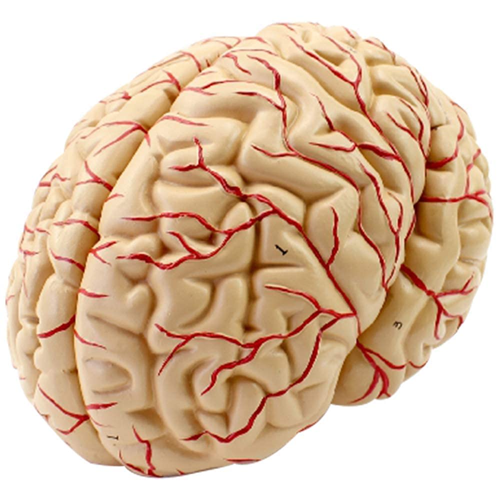 Anatomical Human Brain Model with Blood Vessels, Medical Teaching Aid, Life-Size Educational Model