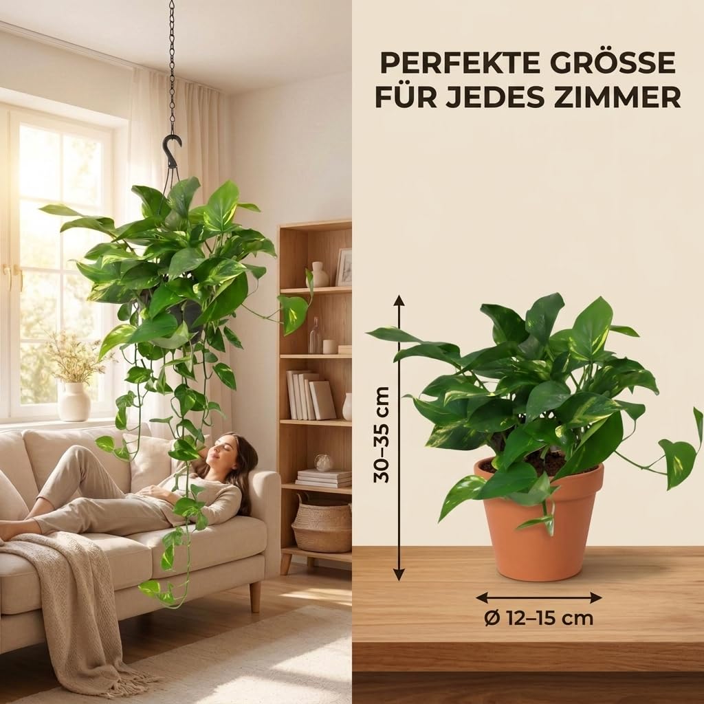 Efeutute | 2er-Set | Epipremnum aureum | ca. 30-35 cm | ø 12-15 cm Topf | Pflegeleichte Zimmerpflanzen für Wohnung und Büro | Qualität vom Pflanzen Profi | Ideale Raumbegrünung