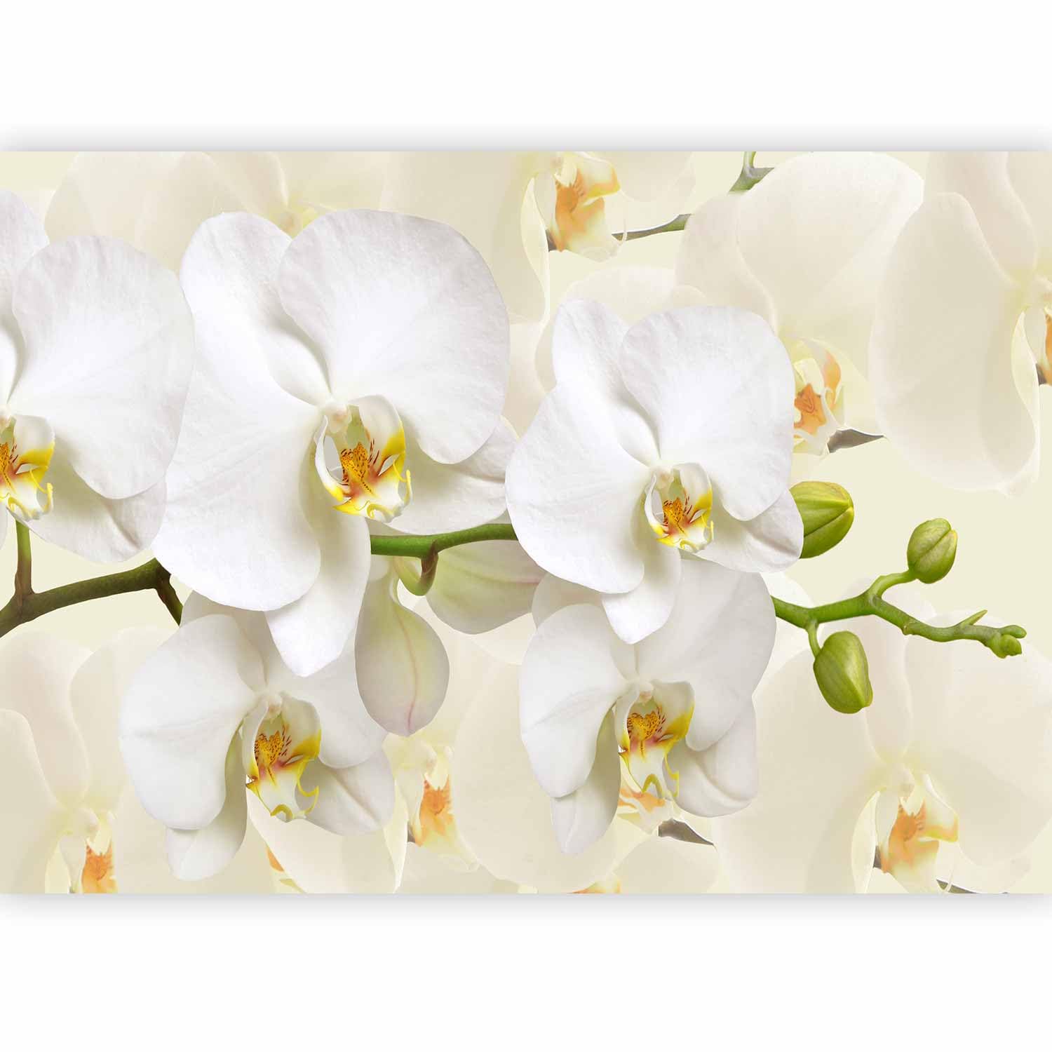 murando Photo Wallpaper Flowers Orchid 245 x 175 cm / 96.4" x 68.9" Peel and Stick Self-Adhesive Foil Print Wall Mural Nature b-B-0337-a-a โ image 1