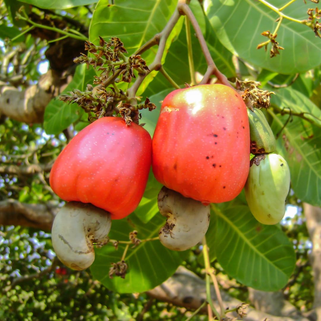 M-Tech Gardens Cashew Apple Fruit Plant (Red, Grafted Hybrid) Exotic 1 Live Fruit Plant (B07ZDDJCRZ) Amazon Price History, Amazon Price Tracker