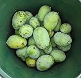 Veredelte Indianerbanane (Paw Paw) `Tropical Treat´, Asimina triloba, 80-120cm, mit Topf