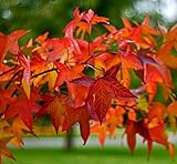 5 American Sweetgum Trees - 6-12' Tall Live Plants - Fast-Growing Sweet Gum Seedlings - Liquidambar styraciflua - (5 Pack)