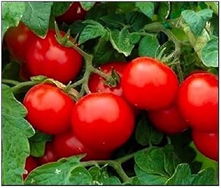 250 Cherry Tomato Seeds Large | Non-GMO | Fresh Garden Seeds