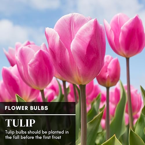 Miniatura 4 de Bulbos de tulipán rosa "Big Love" para plantar, fáciles de cultivar, fabricados en Estados Unidos, se envía desde Iowa (5 bombillas)