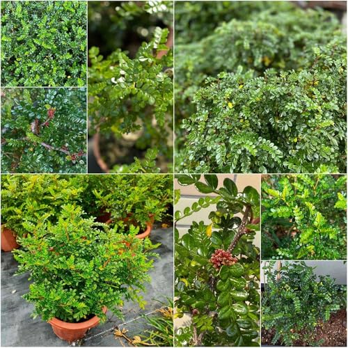 Semillas pimienta - semillas de jardín de jardín oficina balcón resistentes 30pcs