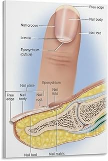 Structure of The Fingernail Poster - Nail Anatomy Diagram (5) Canvas Painting for Living Room Bedroom Decor 08x12inch(20x30cm) Frame-style