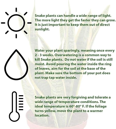 Miniatura 6 de Planta de serpiente Laurentii  Sansevieria Trifasciata Planta viva para interior  Diferentes plantas de interior en maceta de 4 y 6 pulgadas  Planta