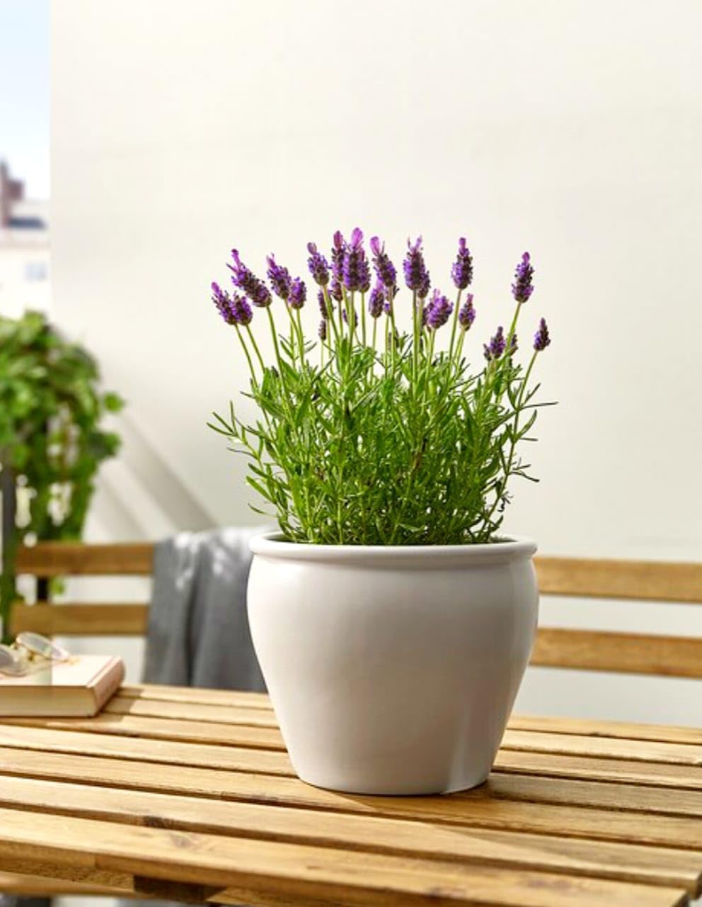 lavender plant live with pot indoor, Live Wonderful All Season Purple Lavender Flower Tree Pack of 2 With pot Healthy Live Plant For Home Garden