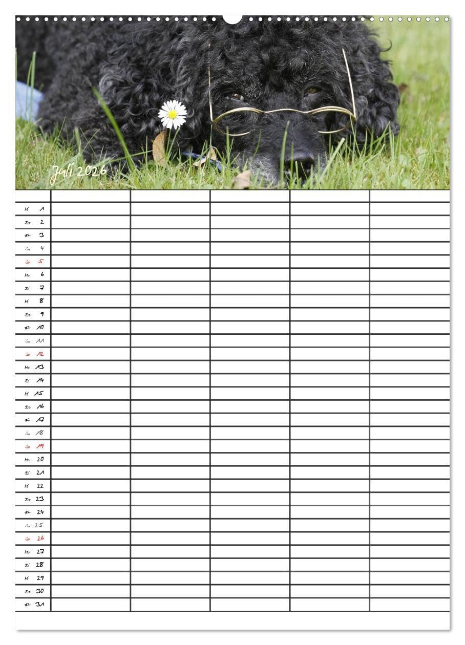Der Pudel-Familienplaner (Wandkalender 2026 DIN A2 hoch), CALVENDO Monatskalender: Der Pudel-Kalender für die ganze Familie (CALVENDO Tiere)