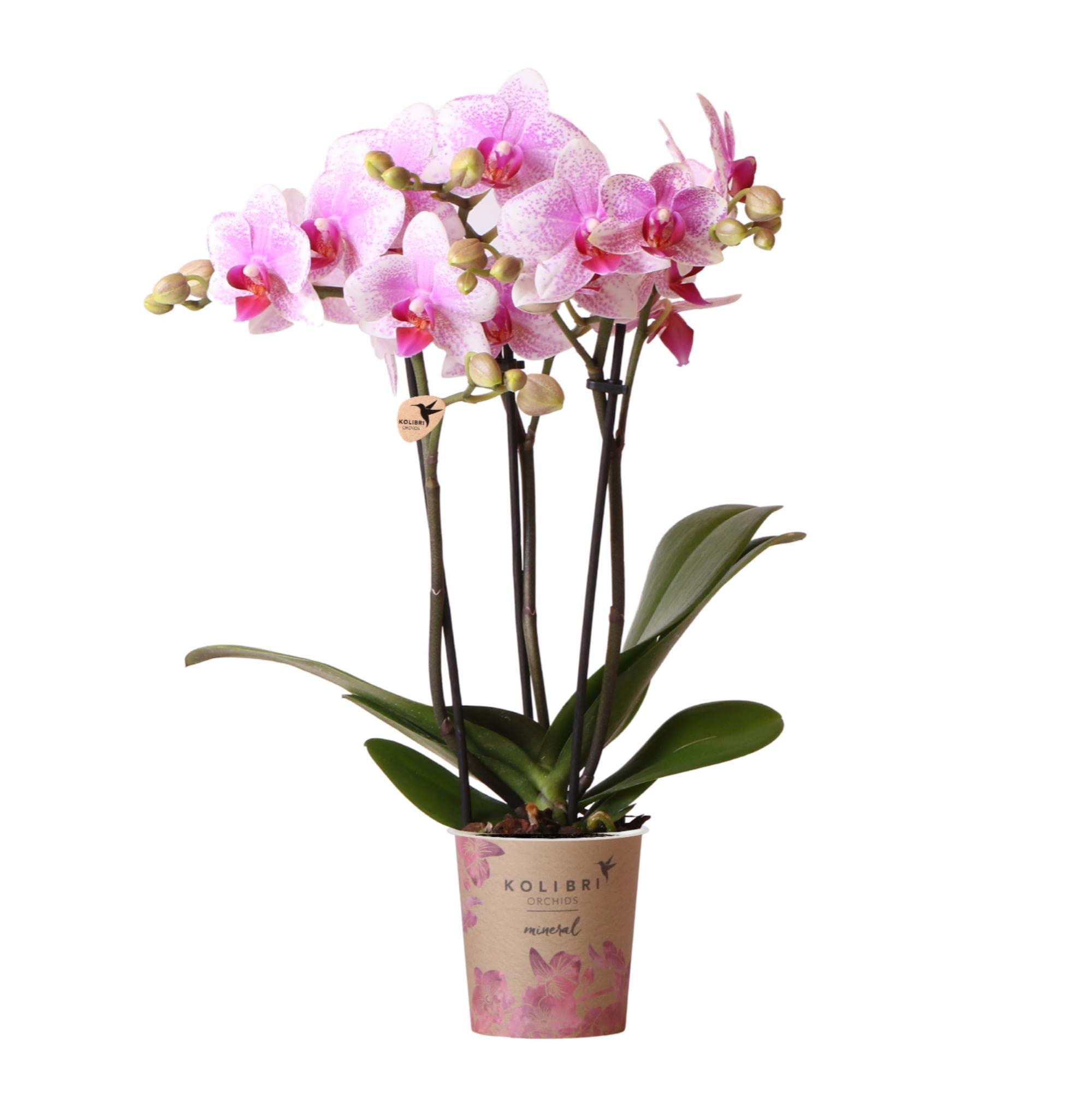 Kolibri Orchids Phalaenopsis-Orchidee | Rosa Phalaenopsis Orchidee - Topfgröße Ø9cm, blühende Topfpflanze