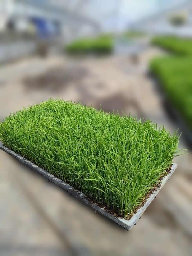 Amazon.co.jp: 田植え用の苗 コシヒカリ 1箱800 : DIY・工具・ガーデン