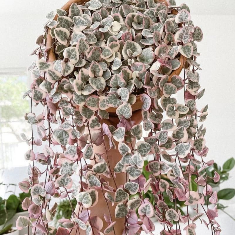 alocasia.plant Alocasia 