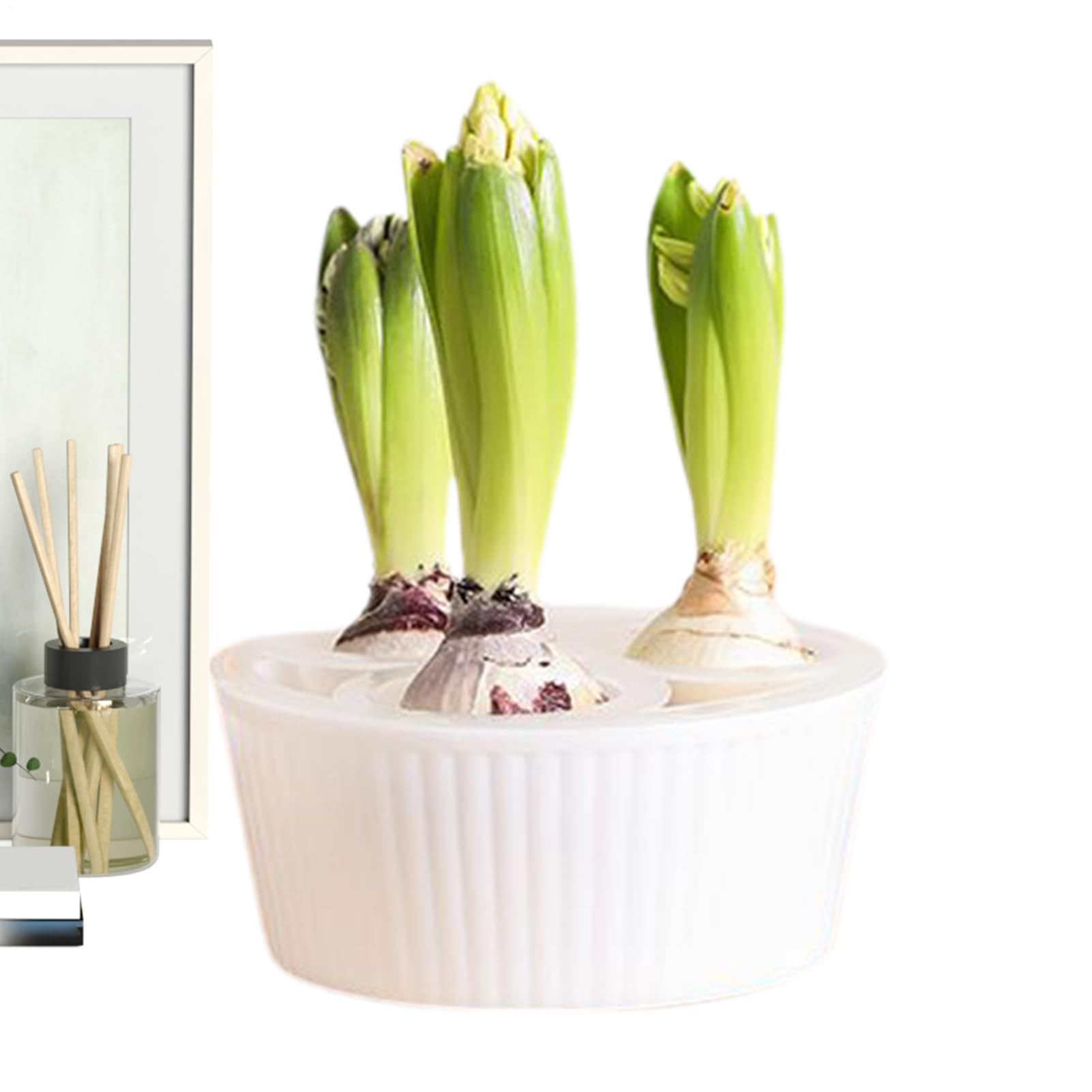 Amazon.co.jp: 水耕栽培プランター、 3穴植栽容器 - ヒヤシンス球根